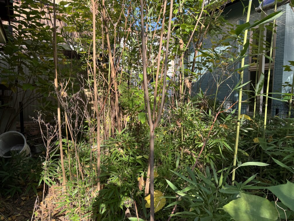 草津市S邸　空き家管理