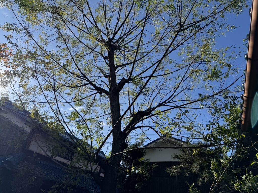 草津市S邸　空き家管理